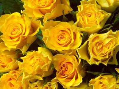 yellow+roses-s%C3%A1rga+r%C3%B3zs%C3%A1k