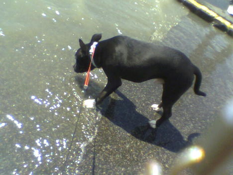 Hector