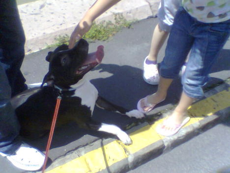 Hector