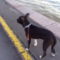 Hector