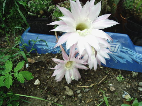 015