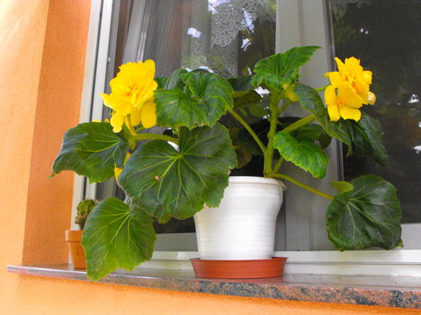 DSCF8010
