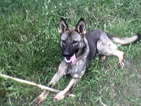 Leon