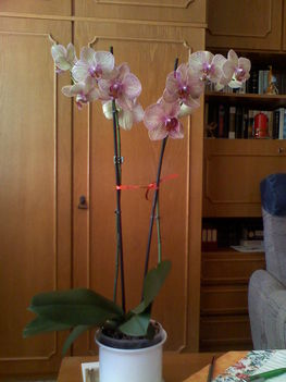 orchideák 3