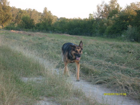 Roxym kocog