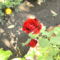 PICT1998