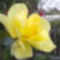 Sárga szimpla rózsa
