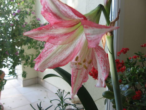 Amarilis
