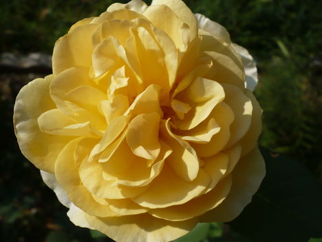 Angol rózsa