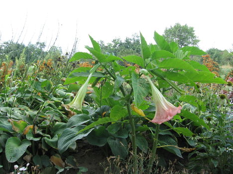 Angyal trombita