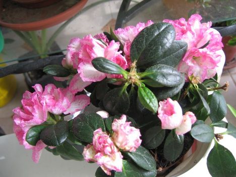 Azalea