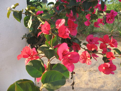 Bugenvillea