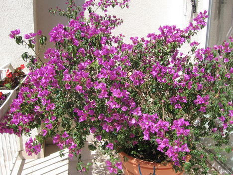 Bugenvillea 2009