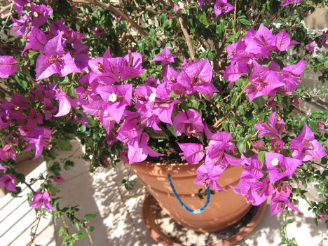 Bugenvillea 2009 közeli