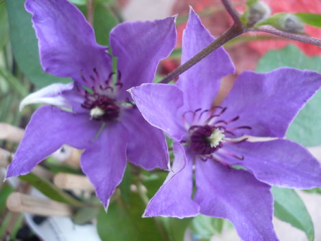 Clematis