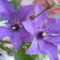 Clematis