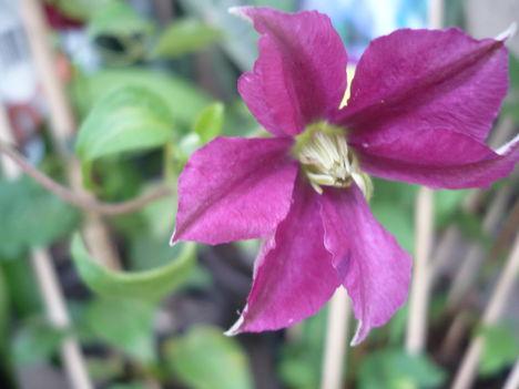 Clematis