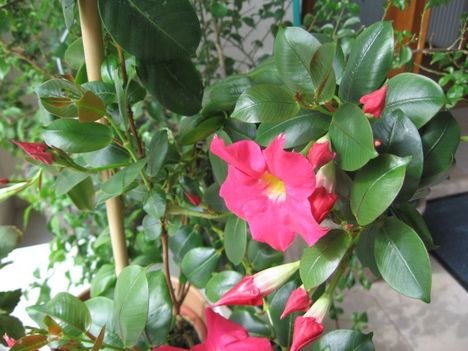 Diphladenia