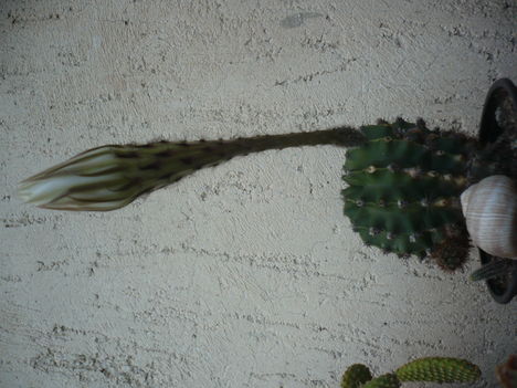 Echinopsis