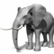 elefant02