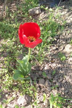 első tulipán