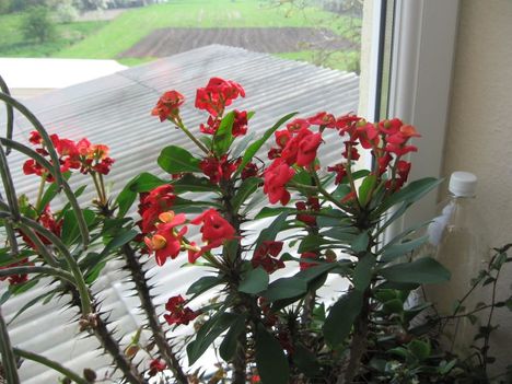 Euphorbia