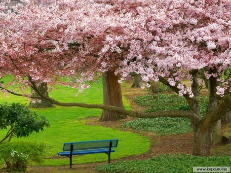Evergreen_Park-Bremerton-Washington-USA