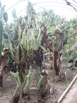 F_ 038_Óriás kaktuszok