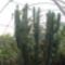 F_ 039_Virágzó kaktuszok