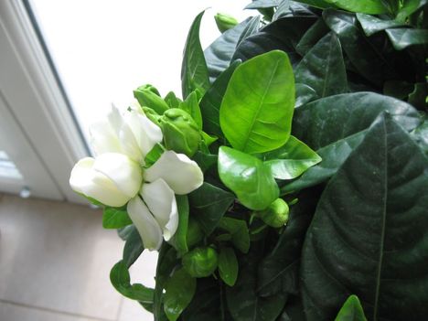 Gardenia közeli