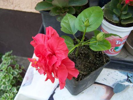 hibiszkusz