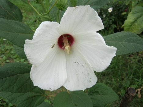 hibiszkusz