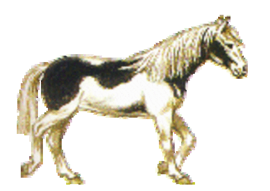 horsepinto1