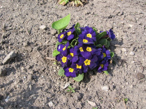 Kék Primula