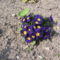 Kék Primula