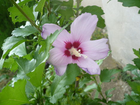 Kerti hibiscus
