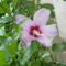 Kerti hibiscus