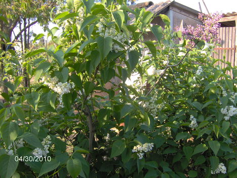Május 073