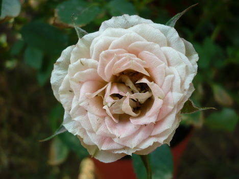 Mini rózsa