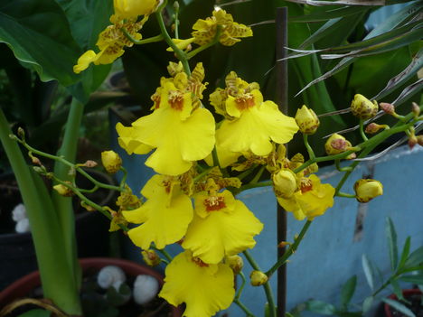 Oncidium