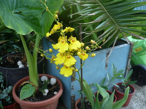 Oncidium