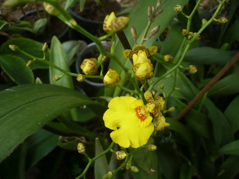 Oncidium