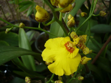 Oncidium