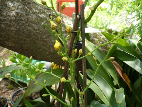 Oncidium 2 még bimbósan