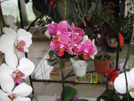 Orchidea