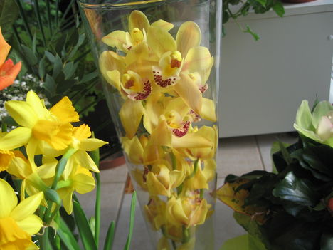 Orchidea üvegben  /sajnos/
