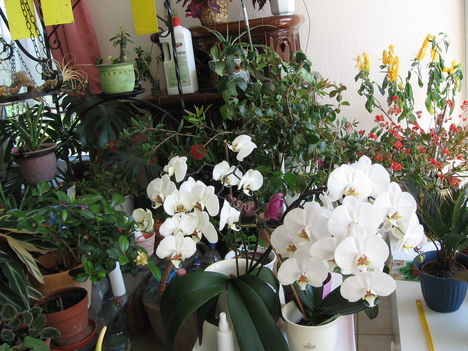 Orchideák