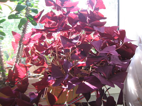 Oxalis