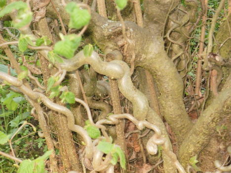 P4200165