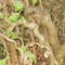 P4200165